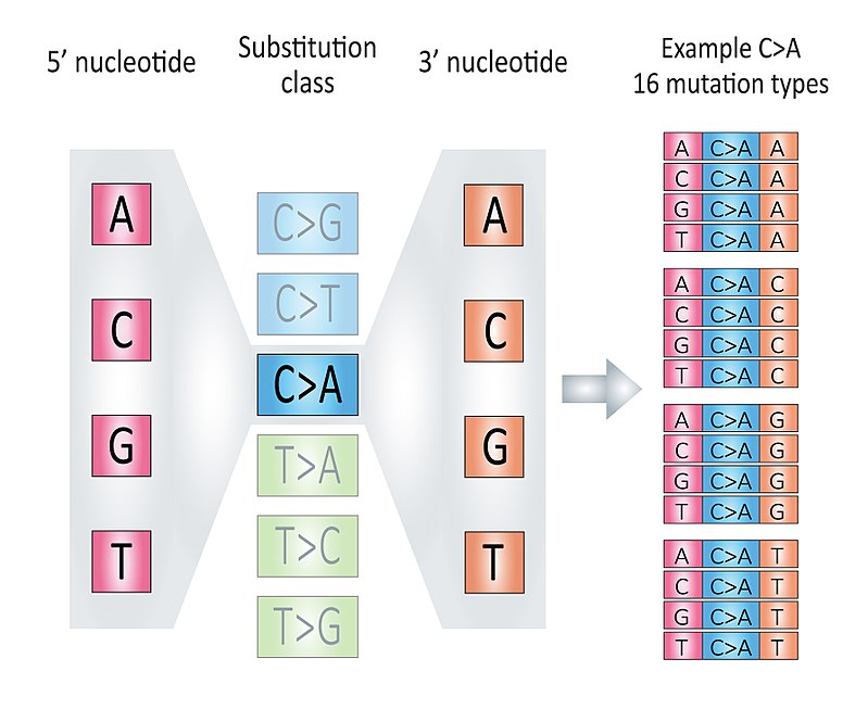 The illustration of 96 components, fig source: https://en.wikipedia.org/wiki/Mutational_signatures