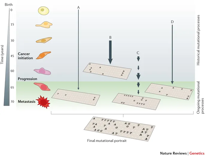 The illustration of SBS signature, fig source: https://www.nature.com/articles/nrg3729